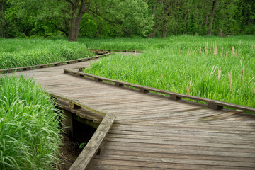 Wooden walk into the forest