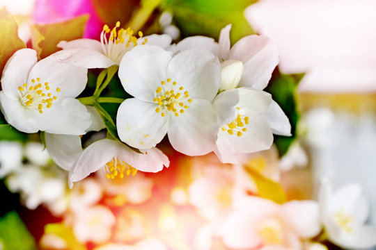 White jasmine flower. The branch delicate spring flowers