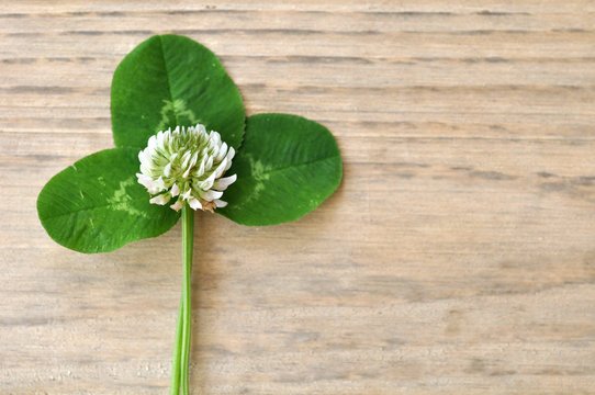 white clover flower and green leaf on wood table