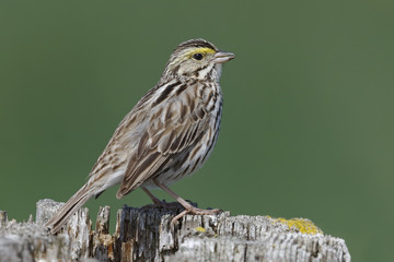 Savannah Sparrow perched on a fence post - Ontario, Canada