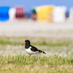 Austernfischer | Haematopus ostralegus