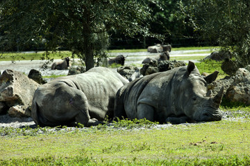 Southern White Rhinoceros (Ceratotherium simum simum) is anendangered species, have been hunted for their horns. 