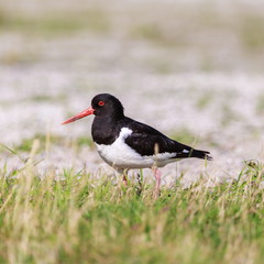 Austernfischer | Haematopus ostralegus