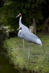 Pair of Sarus Crane (Grus antigone) is an endangered species that lives in open wetlands or marshes. Males and females bond for life.