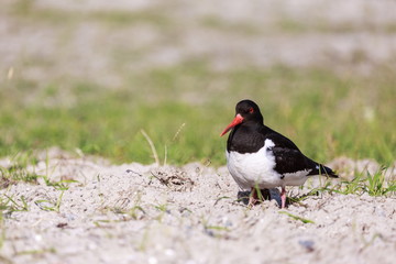 Austernfischer | Haematopus ostralegus
