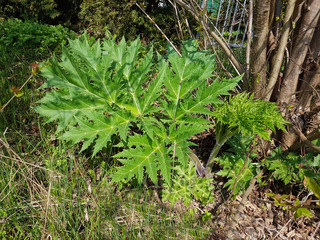 Hogweed; Heracleum mantegazzianum
