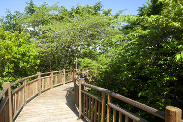 Wooden walkway through the Rainforest