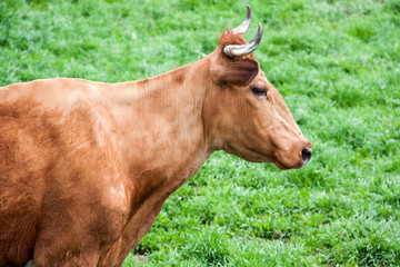 Black horse grazing on a meadow in the village