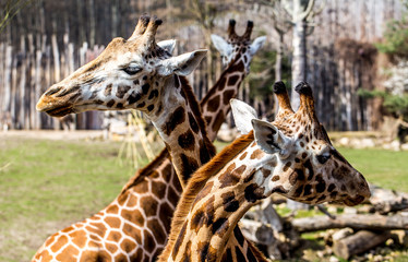 Drei Giraffen blicken in unterschiedliche Richtungen
