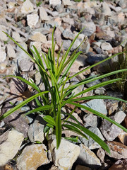 Pfirsichblaettrige; Glockenblume; Campanula persicifolia