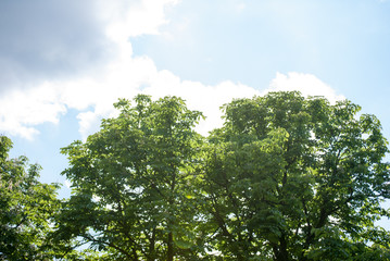 Obraz premium Young forest and meadow with flowers near Rusanda resort in Serbia
