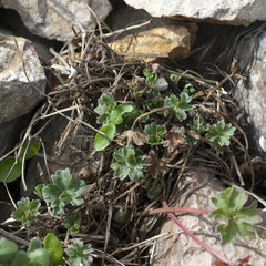 Storchschnabel, Geranium; Sproessling