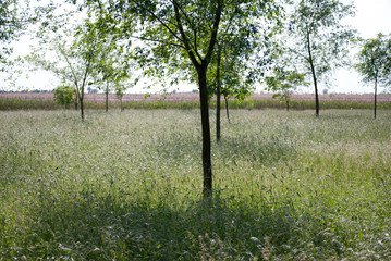 Young forest and meadow with flowers near Rusanda resort in Serbia