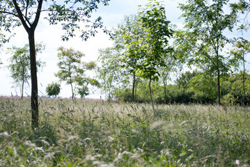 Young forest and meadow with flowers near Rusanda resort in Serbia