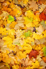 Naklejka na ściany i meble Natural background with autumn leaves