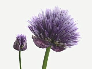 Two chive flowers against white background