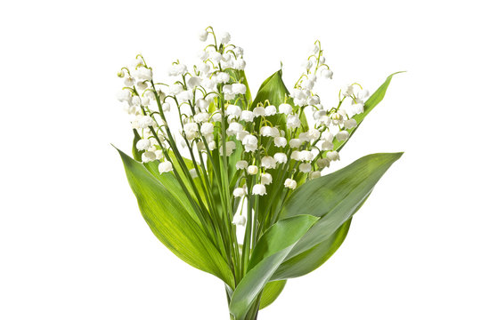 Bukiet pachnących konwalii na białym tle.
Kwitnące świeże konwalie  wyizolowane na białym tle.