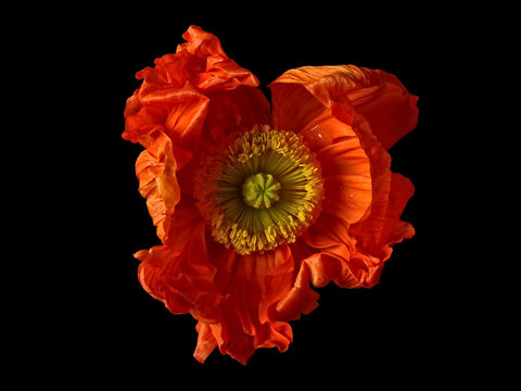Poppy flower against black background