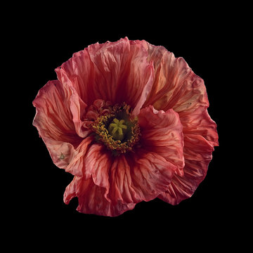 Poppy flower against black background