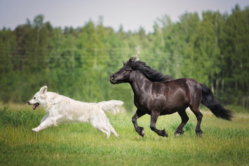 dog and horse running on a field together