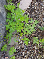 Kriechende Hahnenfuss, Ranunculus repens; Keimling, Sproessling