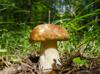 Penny bun mushroom in the forest