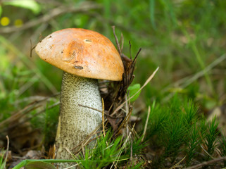 Leccinum aurantiacum mushroom in the forest