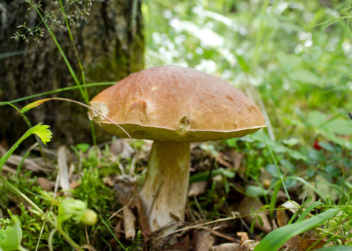 Penny bun mushroom in the forest