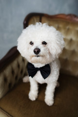 Cute dog Bichon frise