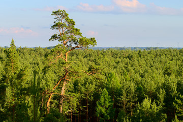 Fototapeta premium Aerial view of pinewood growing in Pomerania, northern Poland.