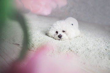 Cute dog Bichon frise