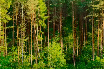 Pinewood growing in Pomerania, northern Poland.