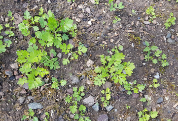 Mutterkraut, Tanacetum parthenium, Keimling, Sproessling