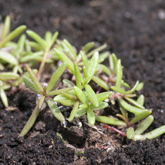 Portulak; Portulaca, oleracea; Keimling, Sproessling