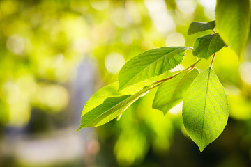 Fototapeta na wymiar Fresh green leaves on the branch with daylight.