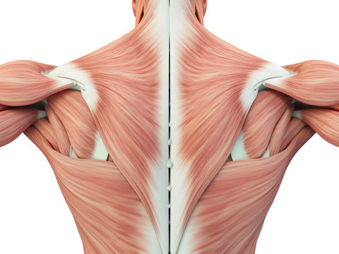 Human anatomy torso back muscles, pain. 3D Illustration.