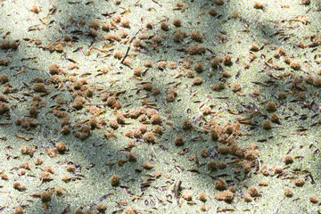 Duckweed.