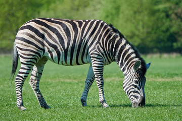 Fototapeta na wymiar Chapmans zebra (Equus burchelli chapmani)