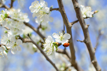  lady bug on flowering branch