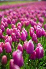 Obraz premium purple tulip fields are growing every year