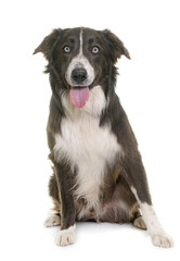 brown border collie