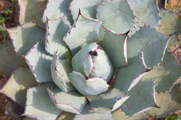 Agave parrasana 