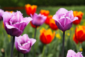 Naklejka premium Violet and red tulips in bloom