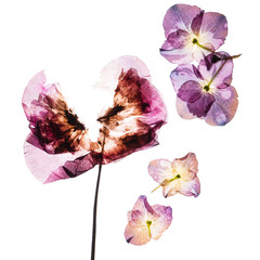 pressed flowers