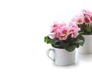 Primula flowers background with white space for text