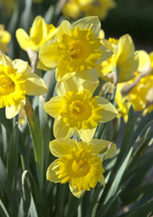 Obraz premium Spring sunlight on yellow daffodil flower and leaves, May, 2016.