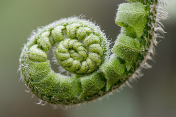 A macro detail of a tightly spiralled green fern plant.