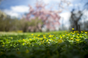 A field of small yellow flowers lit up by the sun with a pink tree in the background.