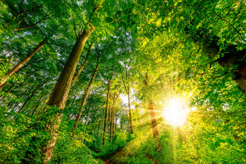 Sonnenstrahlen brechen durch die Blätter der Bäume im Wald