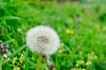 lone dandelion in a field